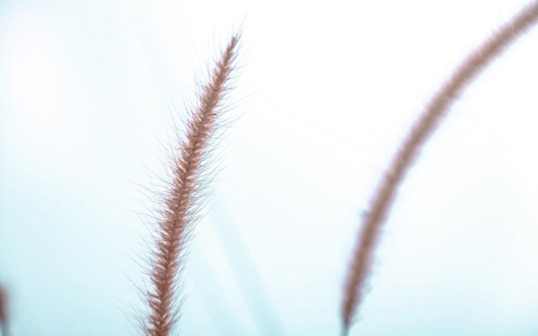 image of crops in the wind